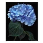 70x90 cm Cennet Çiçeği Sayılarla Boyama Seti Rulo Duvar Sticker