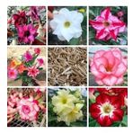 8 Adet Adenium Çöl Gülü Çiçeği Fidanı Pakedi (mix Karışık)