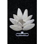 8 Adet Temizlenmis Murekkep Baligi (Kalamar) Kemigi 8 Cm + Tutacak