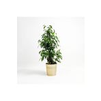 80-100 cm Ficus Benjamina Danielle Benjamin Bitkisi