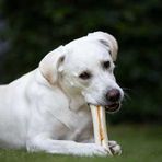8in1 Large 130 gr Delights Bones Köpek Ağız Bakım Ödül Kemiği