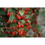 9 Adet Goji Berry ( Kurt Üzümü ) Fidanı