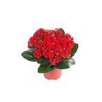 AAC TARIM Kalanşo Çiçeği Kalanchoe Çiçeği Bitki Ev Ofis Bitkisi Kırmızı 20-25 Cm