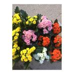 AADESIGNN Mini Kalanşo Çiçeği Fidanı 10-20 cm