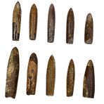 Abaodam Balık Oku Taş Fosili Çocuklar Eğitici Oyuncaklar Balık Örneği Sınıf Öğretimi Örneği Koleksiyonluk Ortoceras Öğretim Örneği Paleontoloji Örneği Örnek Okul Sahne Cevher Alet Masaüstü