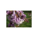 abelia fidancılık Pavlonya Fidanı - Paulownia
