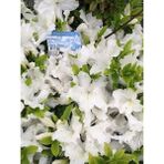 Açelya Bitkisi Beyaz Çiçekli Azalea Rhododendron Mary Helen Ithal Saksıda