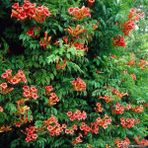 Acem Borusu Campsis Radicans Fidanı Somon 20-40 Cm