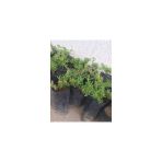 Acem Halısı Çiçeği Fidanı 10-20 Cm