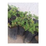 Acem Halısı Fidanı 2 Adet 10-20 Cm