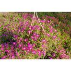 ACEM HALISI - PEMBE ASKILI SAKSIDA HEDİYELİK