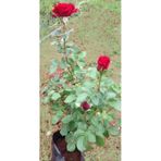 Açık Kırmızı Gül Fidanı Saksıda 15-20 Cm