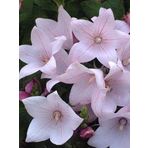 Açık Pembe Balon Çiçeği Tohumu Campanula Gramandiflora 20 Adet