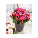 Açık Pembe Canlı Kalanchoe Çiçeği Kalanşo Saksılı Ithal, SRD30012025BYB1040