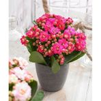 Açık Pembe Canlı Kalanchoe Çiçeği Saksılı 10-20 Cm