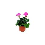 Açık Pembe Sardunya Çiçeği Fidanı 10-20 Cm