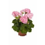 Açık Pembe Sardunya Çiçeği Fidanı 10Cm-30Cm