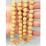 Açık Renk Süt Rudraksha Tohum Dizi 8-9mm aralığı (Mala yapımı için) 108 lik
