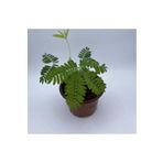 ADA ÇİÇEK EVİ Küstüm Çiçeği Fidanı Saksıda 3 Adet 10-20 Cm