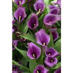 Ada Tarım 2 Adet Purple Renk Gala Çiçek Soğanı