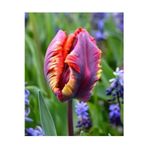 Ada Tarım 5 Adet Özel Parrot Tulip (Lale) Çiçek Soğanı