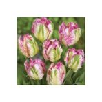 Ada Tarım 5 Adet Renkli Parrot Tulip (Lale) Çiçek Soğanı