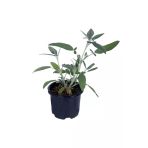Adaçayı Bitkisi Fidanı Saksılı Salvia Officinalis 10-20 Cm