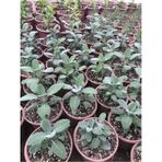 Adaçayı Fidanı Fidesi 10-20 Cm