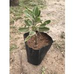 Adaçayı Fidanı Fidesi Tüplü 1 Adet 15-25 Cm