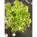 Adaçayı Kokulu Özel Tür Plectranthus Forsteri Çiçeği