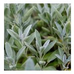 Adaçayı Şalba Fidanı 15-25 Cm (Salvia Officinalis)