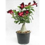 Adenium Çöl Gülü Çiçeği Fidanı 417