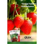 Adet Yerli Ata Sarmaşık Çilek Tohumu