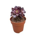 Aeonium Arboreum 'Schwarzkopf' (Sukulent)