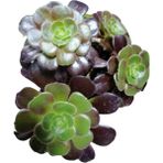 Aeonium Arboreum Var. Atropurpureum Sukulent Bitki