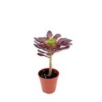 Aeonium arboreum var. atropurpureum (sukulent)
