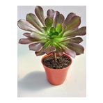 Aeonium Arboreum