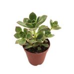 AEONİUM HAWORTHİİ SUKULENT 5,5CM SAKSIDA