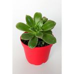 Aeonium Haworthii sukulent satın al 8.5 cm kırmızı saksıda