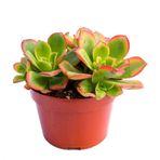 Aeonium Kiwi - 20 ADET SUKULENT - TERARYUM BİTKİSİ