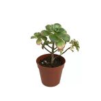 Aeonium Kiwi / SUKULENT