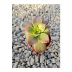 Aeonium Kiwi