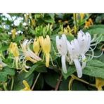 Afife Hanımeli Fidanı Lonicera Caprifolium 10-20 Cm