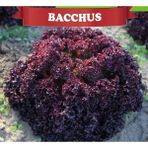 Ag Bacchus Kırmızı Kıvırcık Lolorosso 1 Kutu x 5000 Adet Kaplı Tohum - 1 Paket