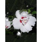 Ağaç Hatmi Beyaz Pembe Çiçekli Hibiscus Syriacus China Saksıda