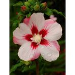 Ağaç Hatmi Lekeli Hibiscus Syriacus Hamabo 40 60 cm Saksıda