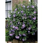 Ağaç Hatmi Lila Çiçekli Hibiscus Syriacus Oiseau Bleu 20 40 cm
