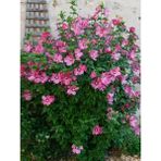 Ağaç Hatmi Pembe Çiçekli Hibiscus Syriacus Aphrodite 20 40 cm Saksıda
