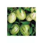 Ağaç Kavunu Pepino Fidanı 10-20 Cm
