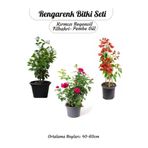 Ağaç Şakayığı -Filbahri +Kokulu Isparta Gülü+ Kırmızı Renk Begonvil Çiçeği